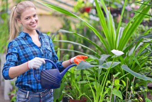 Hedge trimming service in Neasden for a neat garden boundary