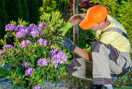 Team member inspecting trimmed hedge at client's property